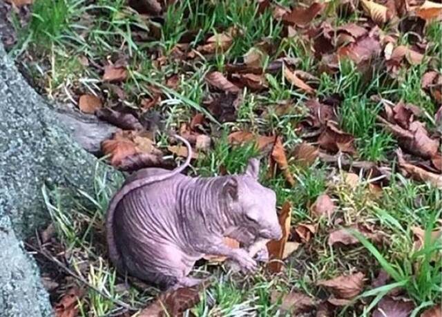 英国公园惊现全身无毛的松鼠