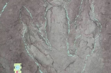 四川宜宾百花镇网红周超拍到疑似恐龙脚印 古生物学家证实是侏罗纪晚期雷龙足迹化石