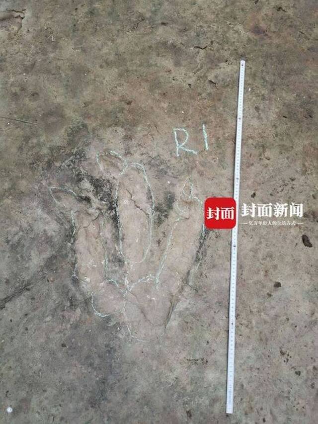 四川宜宾百花镇野鸡坡发现侏罗纪晚期恐龙脚印化石