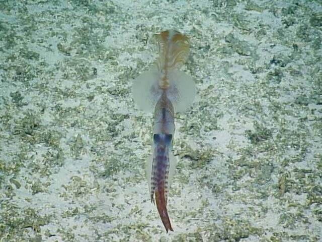 美国生物学家首次在太平洋海底拍到极罕见的长尾深海鱿鱼（头足纲软体动物曼氏糙乌贼）