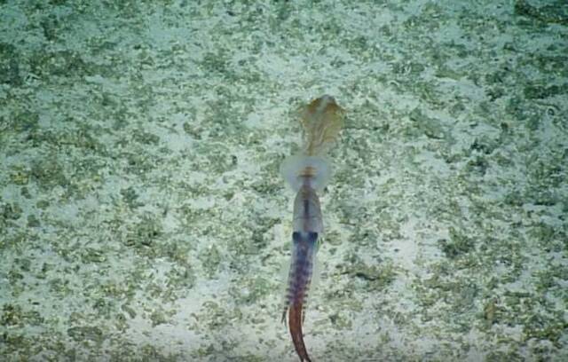 美国生物学家首次在太平洋海底拍到极罕见的长尾深海鱿鱼（头足纲软体动物曼氏糙乌贼）