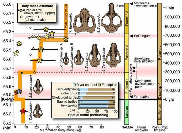 美国科罗拉多州新发现的化石记载了白垩纪-早第三纪物种灭绝后生物的反弹