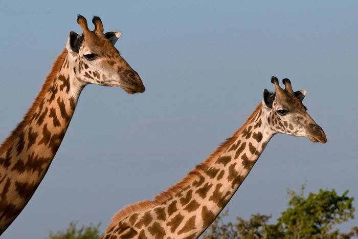 国际自然保护联盟IUCN宣布：栖息于肯尼亚与坦桑尼亚的“马赛长颈鹿”已濒临灭绝