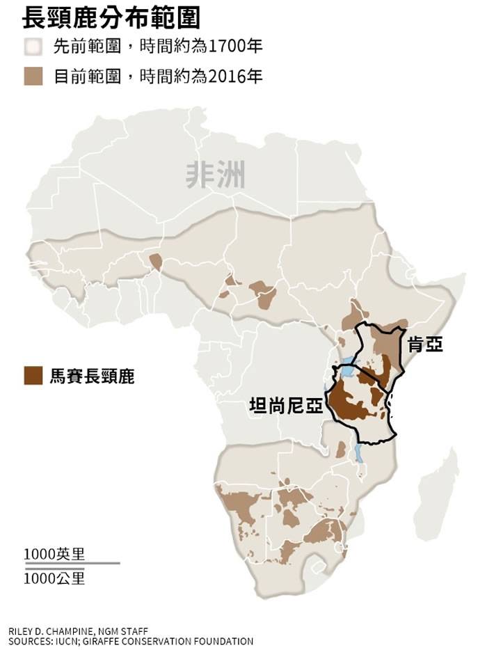 国际自然保护联盟IUCN宣布：栖息于肯尼亚与坦桑尼亚的“马赛长颈鹿”已濒临灭绝