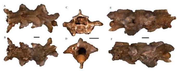 陕西洛南龙牙洞发现三十万年前珍贵蛇类化石 古人类可能与多种动物“共同生活”