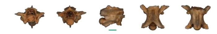 陕西洛南龙牙洞发现三十万年前珍贵蛇类化石 古人类可能与多种动物“共同生活”