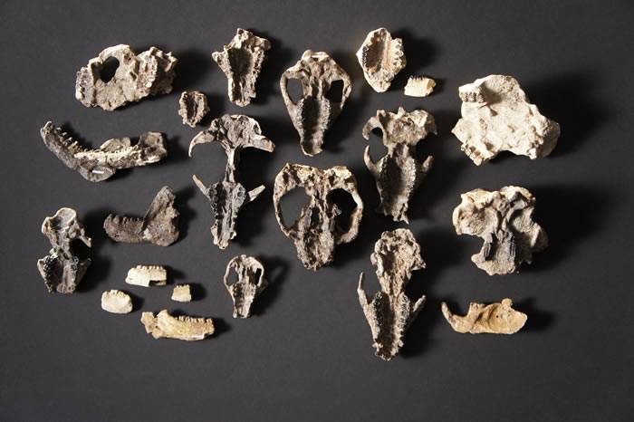 美国丹佛自然与科学博物馆研究人员发现白垩纪到古近纪大灭绝后生物恢复的化石记录