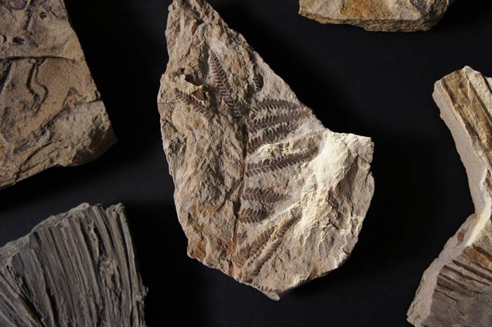美国丹佛自然与科学博物馆研究人员发现白垩纪到古近纪大灭绝后生物恢复的化石记录