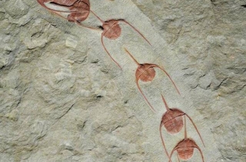 4.8亿年前三叶虫的“康加舞”揭晓了动物群集的起源