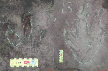 四川宜宾百花镇网民发布疑似恐龙脚印化石 专家证属侏罗纪晚期雷龙足迹