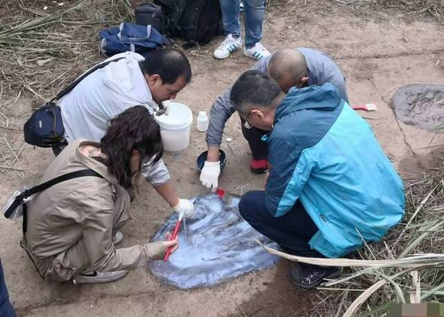 四川宜宾百花镇网民发布疑似恐龙脚印化石 专家证属侏罗纪晚期雷龙足迹