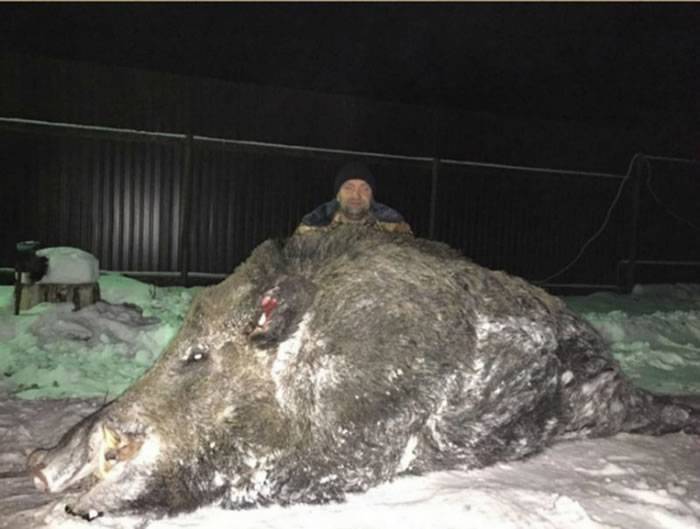 俄罗斯猎人打死一只重量超过500公斤的巨型野猪