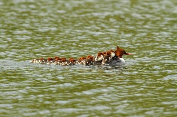 英国鸭妈妈充当“的士”载16小鸭过池塘