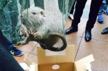 浙江温州医科大学惊现五公斤巨鼠 网民疑基因突变