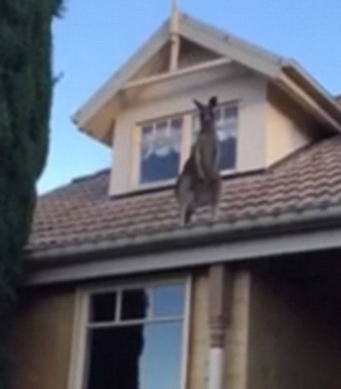 澳大利亚墨尔本一只袋鼠跳上3米多高的房檐之后陷入困境