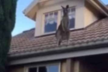 澳大利亚墨尔本一只袋鼠跳上3米多高的房檐之后陷入困境