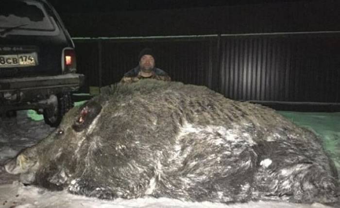 俄罗斯商人在乌拉尔山脉猎杀500公斤“超巨型野猪”游街示众挨轰