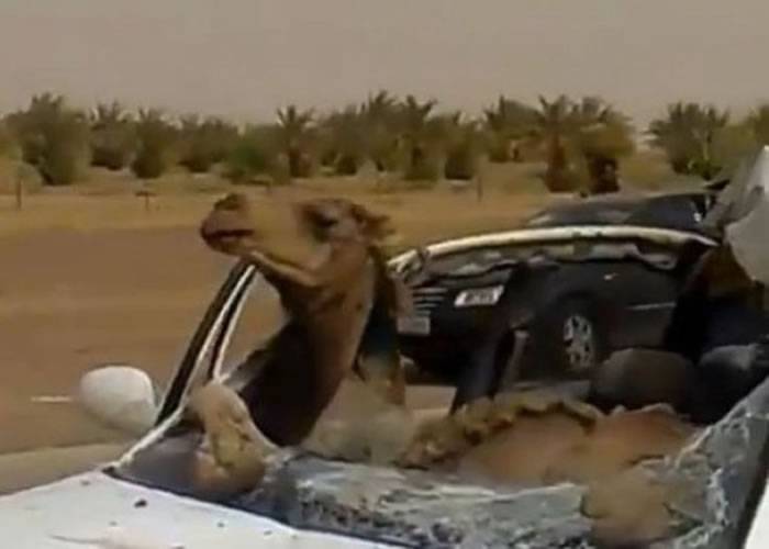 骆驼与汽车相撞竟然丝毫无损？