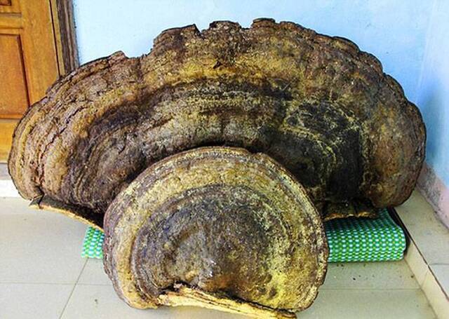 越南北部义安省相阳地区森林中惊现重达70公斤千年灵芝