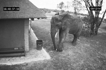 大象捡垃圾引热议