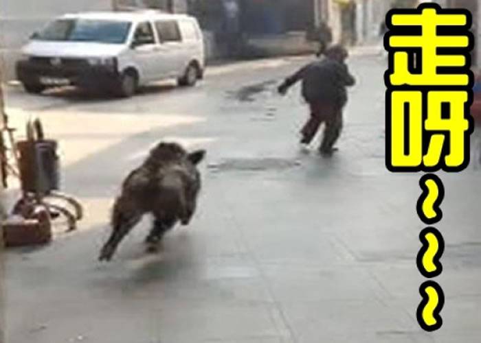 栖息地遭破坏 土耳其伊斯坦布尔野猪从森林跑出走到街上横冲直撞