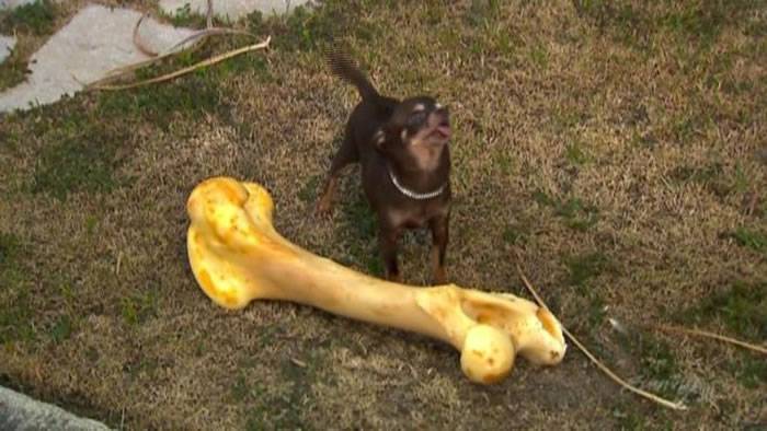波多黎各一只吉娃娃犬被载入吉尼斯世界纪录名录 成为世界上最小的狗