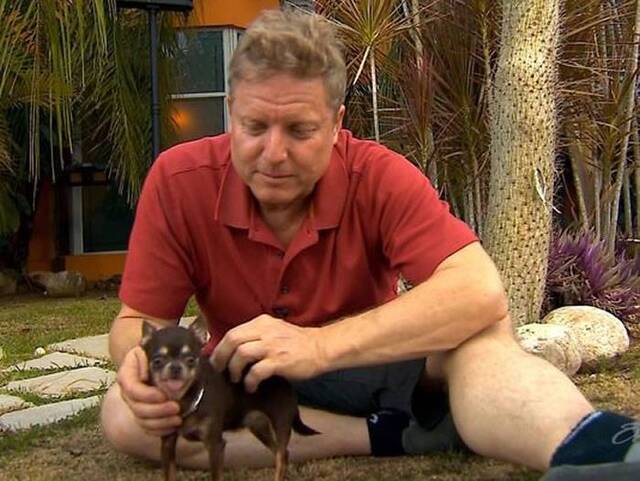 波多黎各一只吉娃娃犬被载入吉尼斯世界纪录名录 成为世界上最小的狗