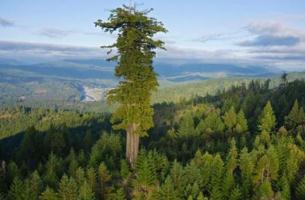 世界上生长最快的树，杏仁桉5年便可长成10米的参天大树