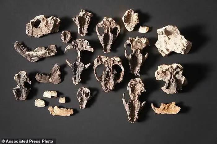 美国科罗拉多发现的化石揭示动植物如何从6600万年前灭绝恐龙的小行星撞击中再生
