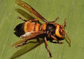 世界上最毒的蜂，虎头蜂不但毒性非常强个头还非常大
