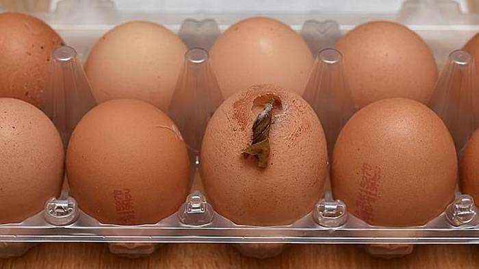 英国女子买到一只长“触角”的鸡蛋