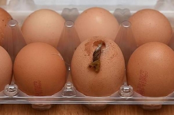 英国女子买到一只长“触角”的鸡蛋