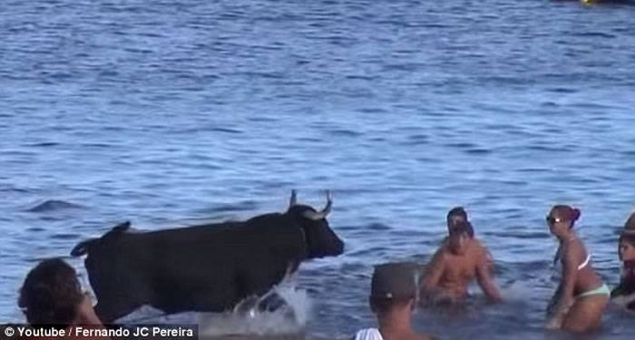 葡萄牙小岛海滩上演人群和公牛海水中斗智斗勇的壮观场景