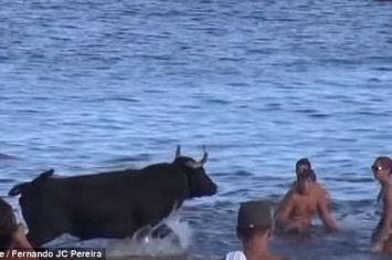 葡萄牙小岛海滩上演人群和公牛海水中斗智斗勇的壮观场景