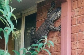 澳洲新南威尔斯州男子打开家门看到“哥斯拉”趴在墙上