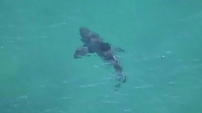 鲨鱼攻击频繁 澳大利亚政府派出无人机追踪鲨鱼行踪