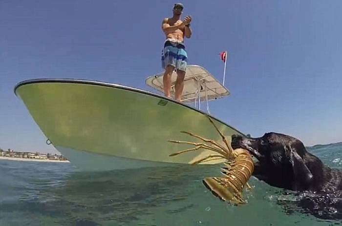 美国一只黑色拉布拉多犬学会在海中猎捕龙虾