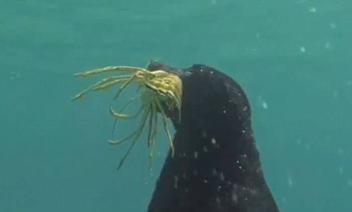 美国一只黑色拉布拉多犬学会在海中猎捕龙虾