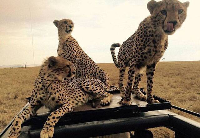 驾车游逛肯尼亚马赛玛拉国家公园时受到四只猎豹友善欢迎