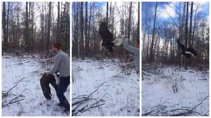 加拿大兄弟以视频形式纪录解救被困老鹰全过程