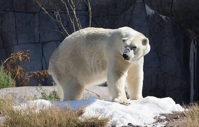 丹麦男子翻动物园围栏 北极熊挨塑胶子弹逃跑救一命