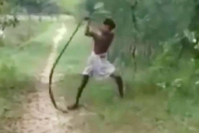 印度男子疯狂摔打徒手杀死眼镜王蛇 只因儿子死于毒蛇之口