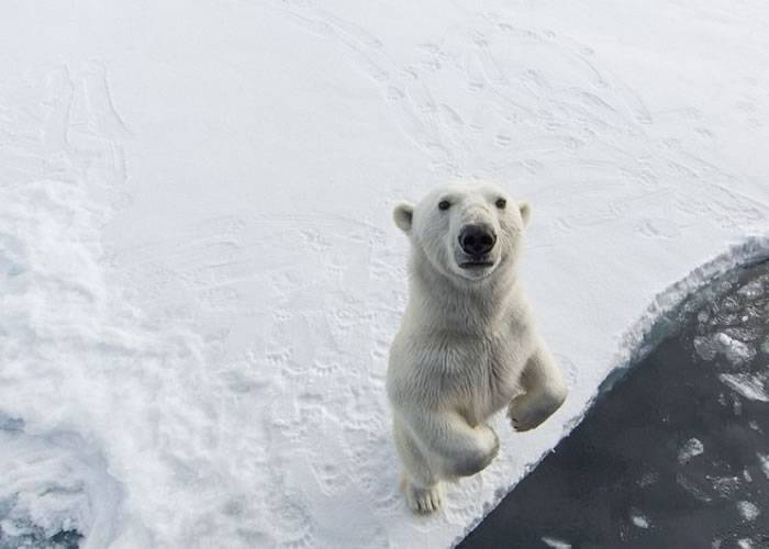 挪威北部斯匹次卑尔根岛好奇北极熊绕船而行