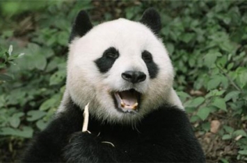 大熊猫为什么叫食铁兽