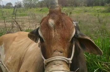 巴西出现一头独角公牛让人匪夷所思