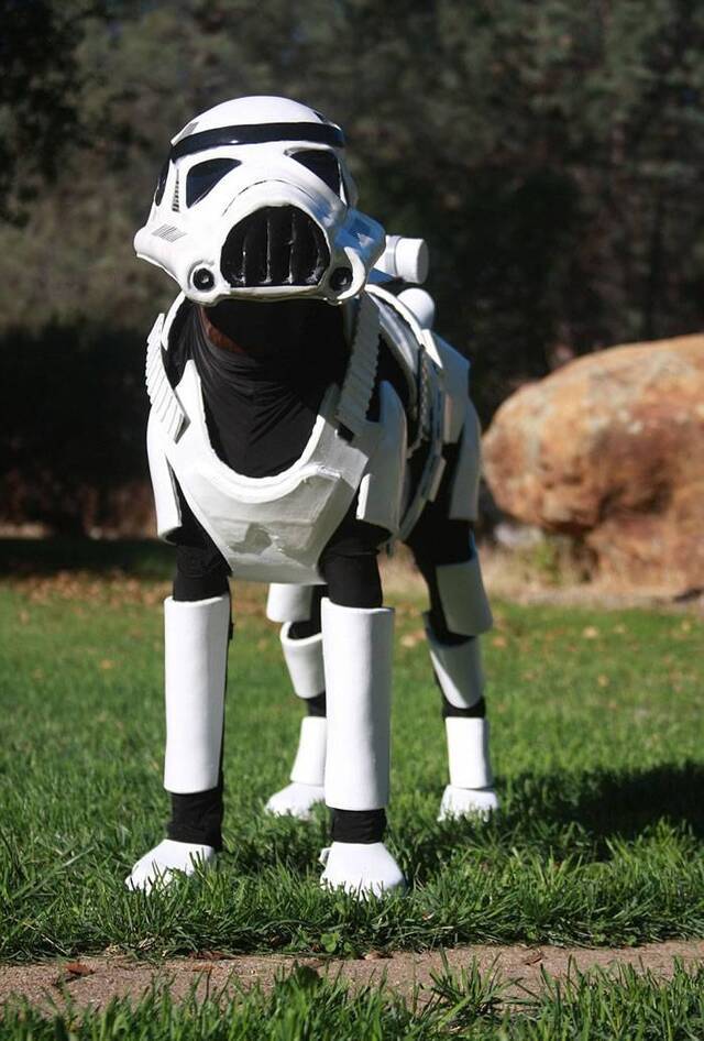 美国杜宾犬穿上《星球大战》帝国冲锋队士兵战服