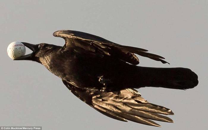 英国根西岛一只乌鸦俯冲叼走高尔夫球迅速飞走 以为是鸟蛋