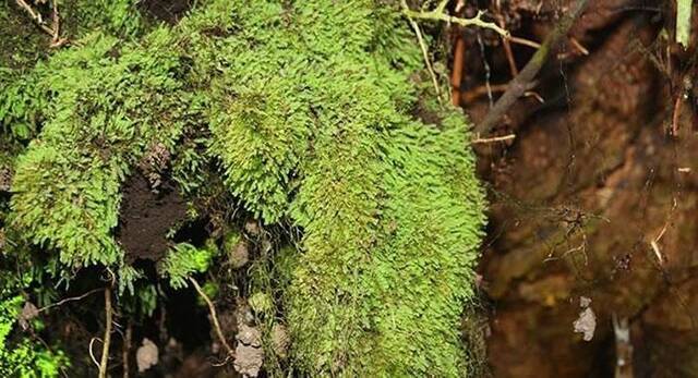 千岛群岛林中发现大量发光苔藓（龙之金）