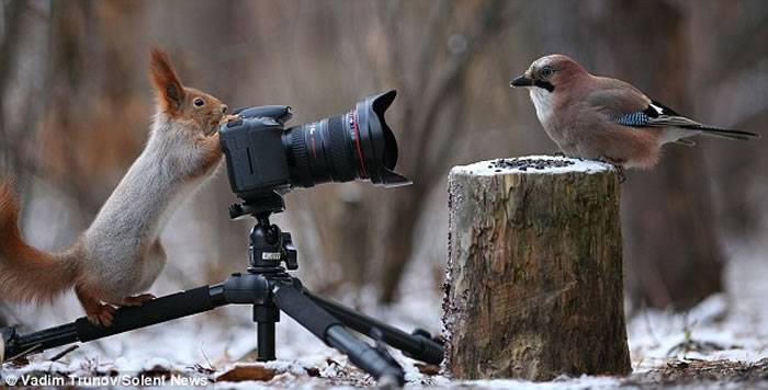 俄罗斯摄影师在树林间架设相机拍到小动物的有趣场景