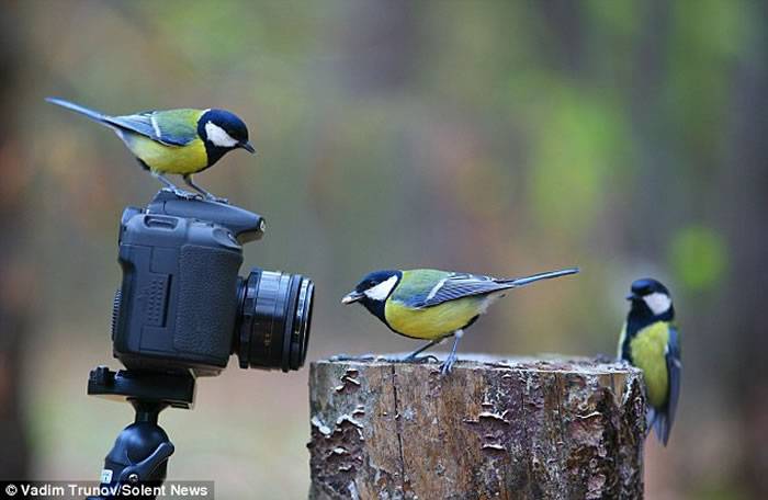 俄罗斯摄影师在树林间架设相机拍到小动物的有趣场景